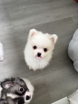 Zwergspitz Pomeranian suchen zuhause