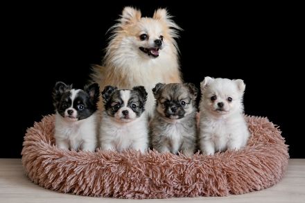 Zwergspitz Pomeranian suchen zuhause