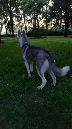 Siberian Husky Hündin, geboren am 12.09.2025, mit EU-Heimtierausweis