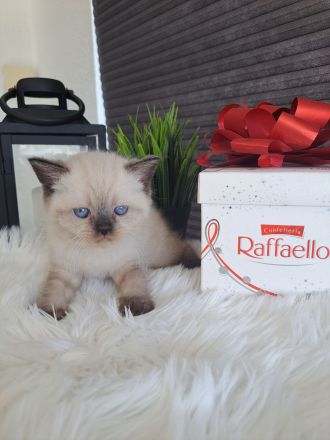 Süße bkh Kitten