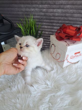 Süße bkh Kitten