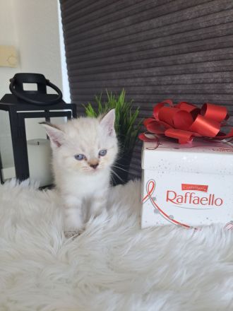 Süße bkh Kitten