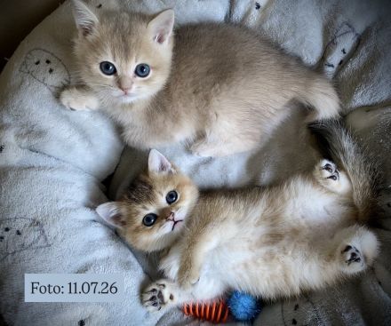 2. bildhübsche Britisch Kurzhaar Kitten