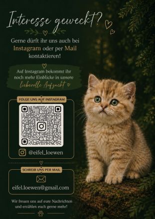 2. bildhübsche Britisch Kurzhaar Kitten