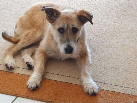 Besonders liebe Terrier-Mix-Hündin sucht tolles Zuhause, gern als Zweithund