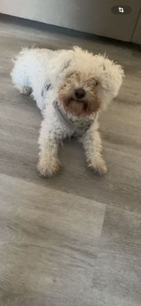 Bichon Frise Rüde