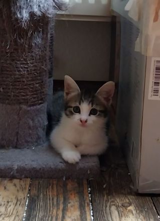 Unsere kleinen Fellnasen suchen ein warmes, liebevolles Zuhause.