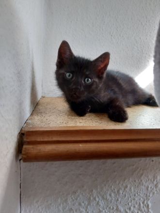 Unsere kleinen Fellnasen suchen ein warmes, liebevolles Zuhause.