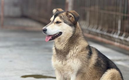 Verschenkst du dein Herz an Willow?