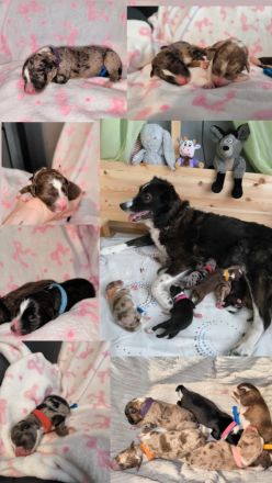 Australien Shepard/ Border Collie Welpen