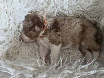 Australien Shepherd/ Border Collie Welpen