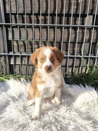 Australien Shepherd/ Border Collie Welpen
