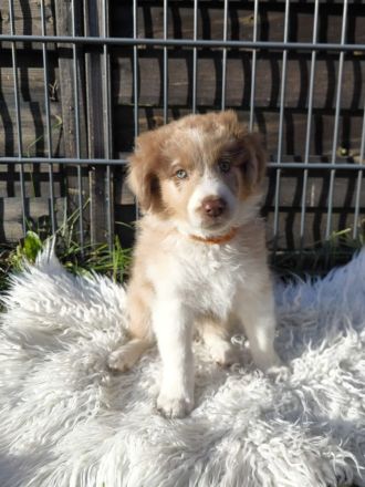 Australien Shepherd/ Border Collie Welpen