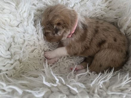 Australien Shepherd/ Border Collie Welpen