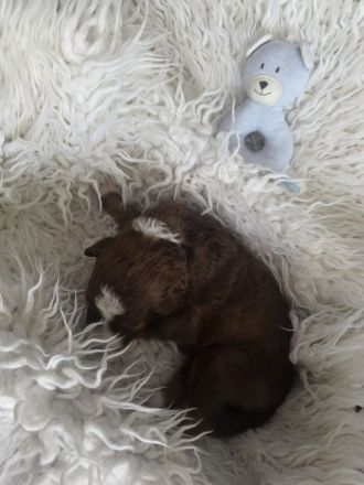Australien Shepherd/ Border Collie Welpen