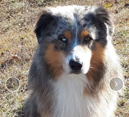 Wurfankündigung Australien Shepard/ Border Collie Welpen