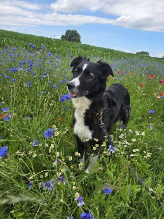 Wurfankündigung Australien Shepard/ Border Collie Welpen