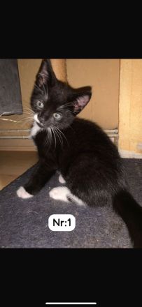 Wir dürfen ausziehen (11 Wochen)