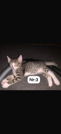 Wir dürfen ausziehen (11 Wochen)