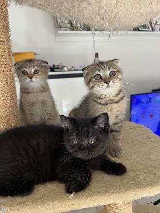 BKH Katzenbabys suchen ab Ende Juli ein neues Zuhause