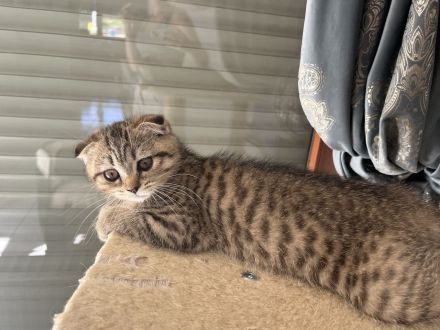 BKH Katzenbabys suchen ab Ende Juli ein neues Zuhause
