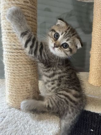BKH Katzenbabys suchen ab Ende Juli ein neues Zuhause