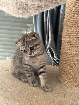 BKH Katzenbabys suchen ab Ende Juli ein neues Zuhause