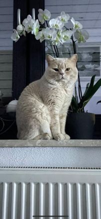 BKH Mix kitten Geimpft/Entwurmt