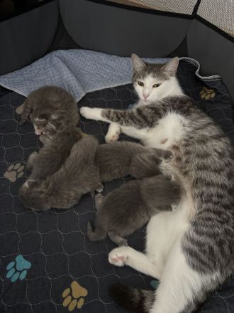 BKH Mix kitten Geimpft/Entwurmt