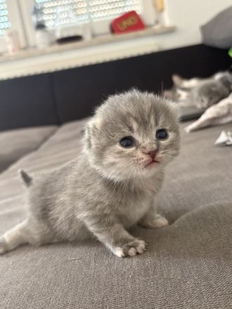 BKH Mix kitten Geimpft/Entwurmt