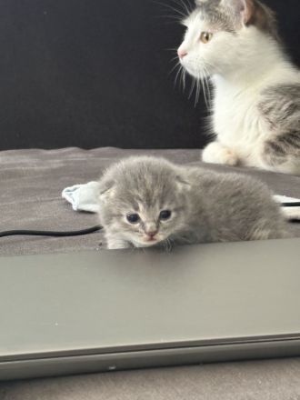 BKH Mix kitten Geimpft/Entwurmt