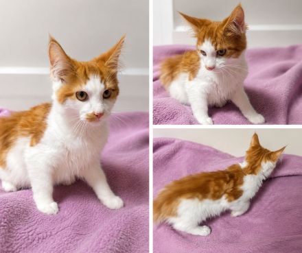 Maine Coon Kitten suchen ihr Für-immer-Zuhause