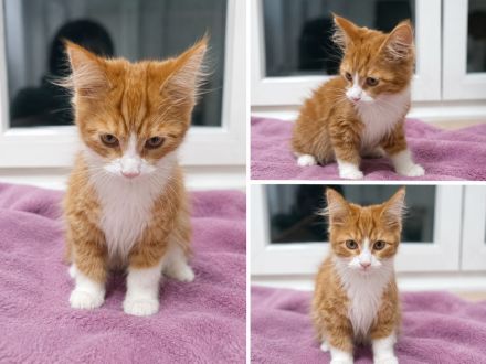 Maine Coon Kitten suchen ihr Für-immer-Zuhause