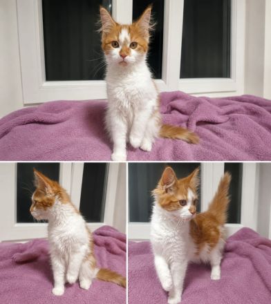 Maine Coon Kitten suchen ihr Für-immer-Zuhause
