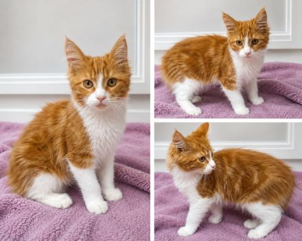 Maine Coon Kitten suchen ihr Für-immer-Zuhause