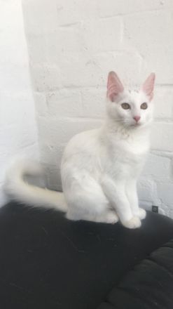 4,5 Monate altes menschenbezogenes Kätzchen - Bengal / Main-Coon
