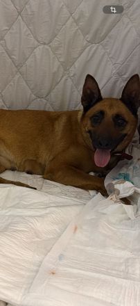 Malinois Welpen abzugeben