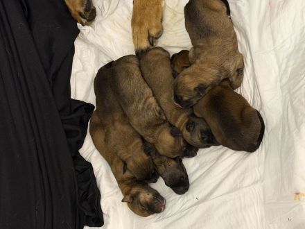 Malinois Welpen abzugeben