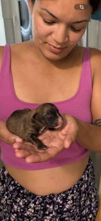 Malinois Welpen abzugeben