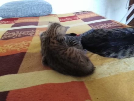 Katze sucht liebevolle Zuhause