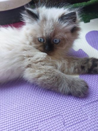 Neva-Masquarade Kitten