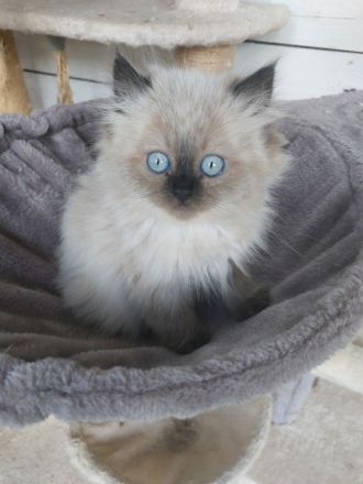 Neva-Masquarade Kitten
