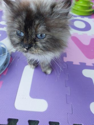 Neva-Masquarade Kitten