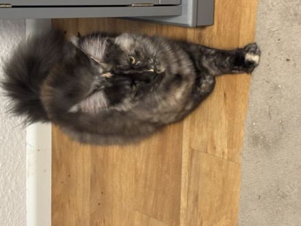 Zuchtkatzen cream smoke white , Silver, Tortie