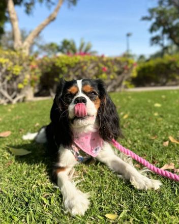 Cavalier King Charles Welpen