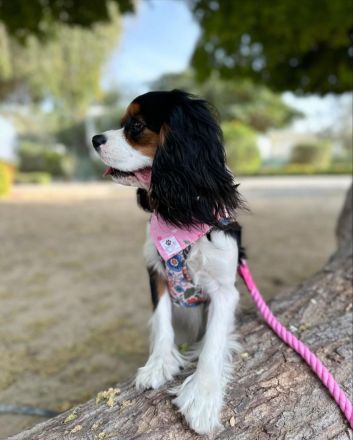 Cavalier King Charles Welpen