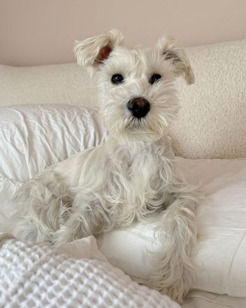 Mini Schnauzer Welpen