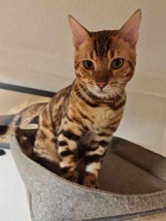 Bengal Kitten Bengalkatze Brown Rosetted Zauberhafte
