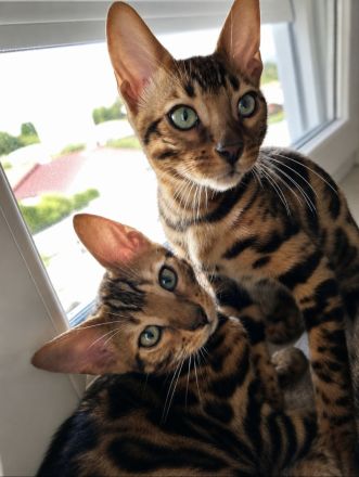 Bengal Kitten Bengalkatze Brown Rosetted