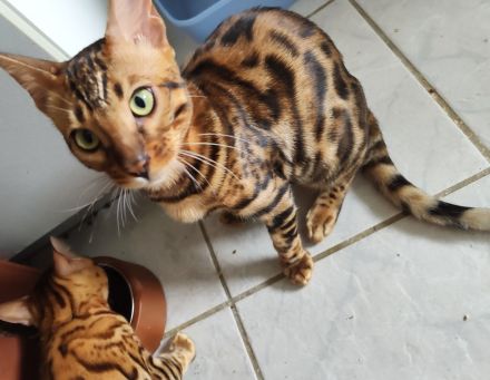 Bengal Kitten Bengalkatze Brown Rosetted Zauberhafte